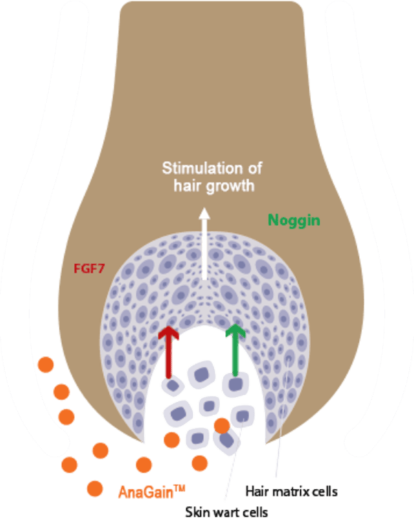 Locerin : Promotes Hair Growth for women - Image 6